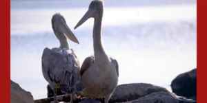 Çıldır Gölü'nde Terkedilmiş ve Aç bırakılmış pelikanları elleriyle besledi